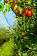Ripe red apples hang on lush green trees in a thriving bio garden. The vibrant fruits contrast with the greenery, showcasing nature's bounty in an organic orchard setting