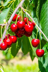 Lush, ripe cherries hang from a branch in a vibrant orchard. The sunlit setting highlights the rich red color of the cherries against the green foliage, capturing the essence of harvest season