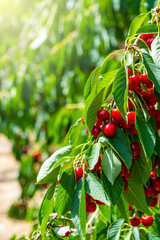 Lush, ripe cherries hang from a branch in a vibrant orchard. The sunlit setting highlights the rich red color of the cherries against the green foliage, capturing the essence of harvest season