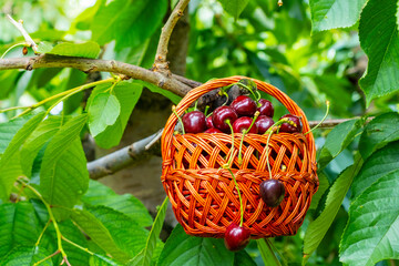 Ripe cherries overflow from a woven basket set in a vibrant orchard. The green foliage and the vivid red cherries create a striking contrast, highlighting the harvest's abundance