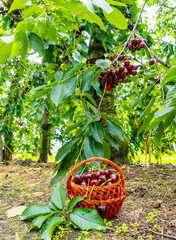Ripe cherries overflow from a woven basket set in a vibrant orchard. The green foliage and the vivid red cherries create a striking contrast, highlighting the harvest's abundance