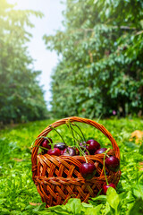 Ripe cherries overflow from a woven basket set in a vibrant orchard. The green foliage and the vivid red cherries create a striking contrast, highlighting the harvest's abundance