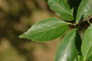 Celtis jessoensis, known as Japanese hackberry, photographed in Korea showing its foliage, fruits, and large trees in natural environments.