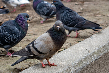 Pigeons gathering around a park path on a cloudy day