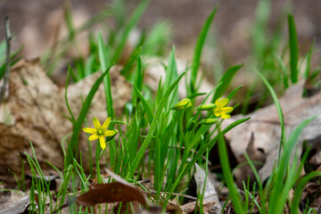 Wildflowers bloom in a forest during early spring season