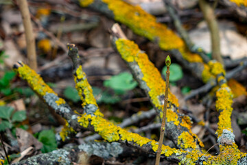 New growth emerges from a vibrant mossy forest floor in spring