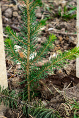 Small pine tree planted in a garden bed during spring season