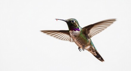 Fototapeta premium Costa's hummingbird flying bird wildlife nature animal wings flight avian feathering iridescent plumage