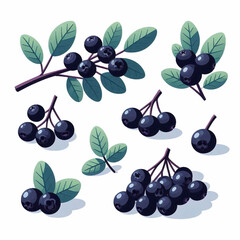 Illustration of berries on sprigs with leaves dark purple  stylized against a white background
