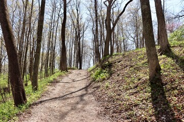 The hiking trail up the slope in the forest.