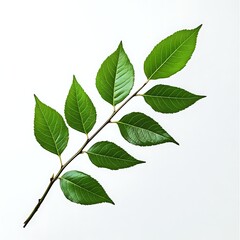 Fototapeta premium a complete green leaf branch, against a solid stark white background