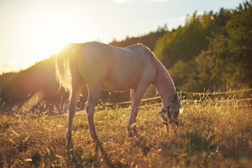 White Arabian horse grazing on green field, view from side, afternoon sun backlight