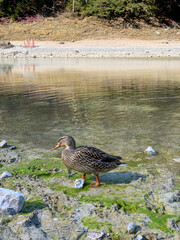 duck on the water austria lake