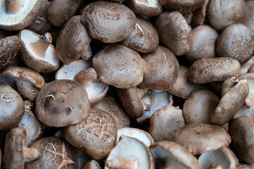 shiitake mushroom on sale at the grocery
