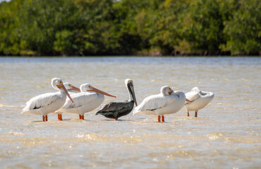 Group of white pelican with one brown pelican standing in the shallow waters on a sunny day with bright daylight and green tropical mangrove in the blurry background in Tulum national park