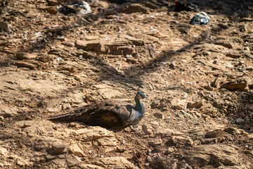 Group of Peacocks in Natural Daylight Setting
