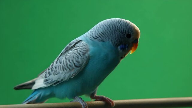A blue budgerigar perches on a wooden stick against a plain green background, showcasing its feathers and curious expression.