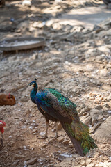 Group of Peacocks in Natural Daylight Setting
