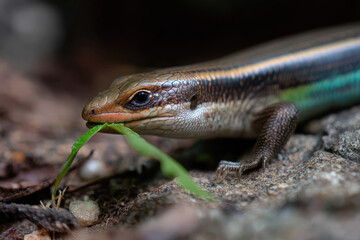 Fototapeta premium Closeup of a Skink Lizard Eating a Green Leaf