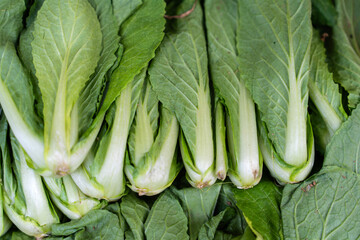 cabbages for kimchee making, on sale at the grocery