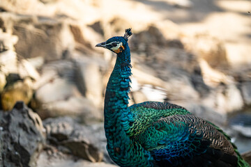 Obraz premium Group of Peacocks in Natural Daylight Setting