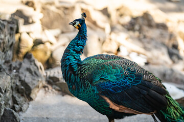 Obraz premium Group of Peacocks in Natural Daylight Setting