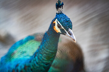 Group of Peacocks in Natural Daylight Setting