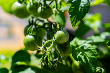 tomatoes growing on the plant