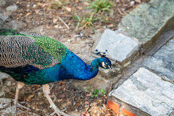 Group of Peacocks in Natural Daylight Setting