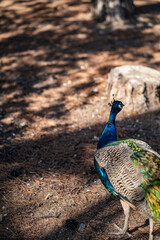 Group of Peacocks in Natural Daylight Setting