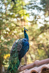 Group of Peacocks in Natural Daylight Setting