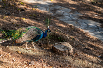 Group of Peacocks in Natural Daylight Setting