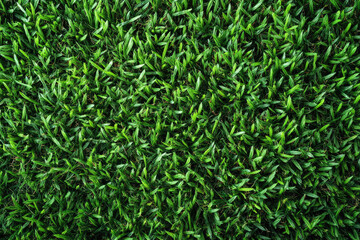 Obraz premium Closeup View of Lush Green Grass Texture