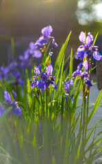 Irises in the sunlight 