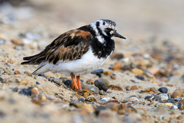 Turnstone, Ruddy Turnstone, Arenaria interpres, adult bird summer plumage
Norfolk