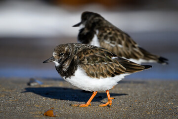 Turnstone, Ruddy Turnstone, Arenaria interpres, adult bird on the search for food
Norfolk