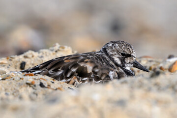 Turnstone, Ruddy Turnstone, Arenaria interpres, adult bird resting on a shingle shoreline
Norfolk