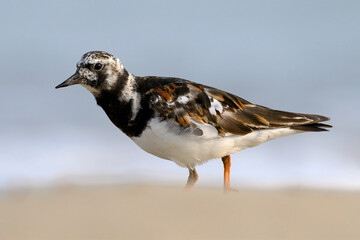 Turnstone, Ruddy Turnstone, Arenaria interpres, adult bird summer plumage
Norfolk