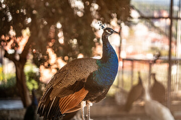 Group of Peacocks in Natural Daylight Setting