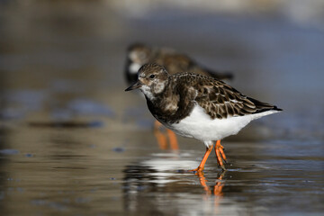 Turnstone, Ruddy Turnstone, Arenaria interpres, adult bird on the search for food
Norfolk