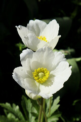 White flowers of forest anemone in the garden.