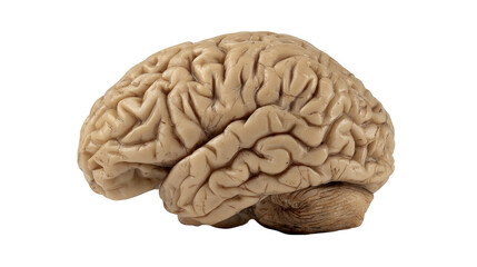 Human brain model isolated on transparent background