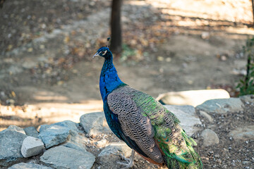Group of Peacocks in Natural Daylight Setting