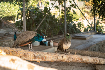 Group of Peacocks in Natural Daylight Setting