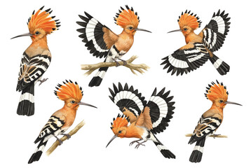 Adobe Illustrator Artwork © Natallia