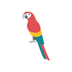 Colorful macaw parrot tropical bird illustration