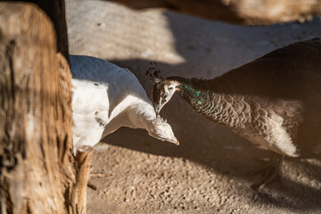 Group of Peacocks in Natural Daylight Setting