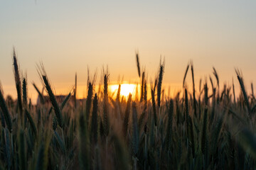 Golden wheat field at sunset with glowing sun on horizon and calm rural atmosphere. Concept of agriculture, farming and natural beauty in countryside.