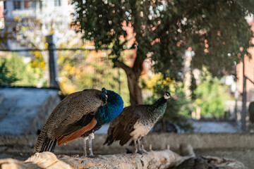 Group of Peacocks in Natural Daylight Setting