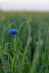 Blue cornflower blooming among green grass and poppy buds in summer meadow on calm morning. Concept of natural beauty, wild flora, countryside landscape, and peaceful seasonal growth.